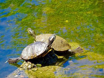 High angle view of turtle in lake