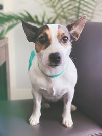 Jack russell terrier sitting on a chair while wearing a ribbon around her neck