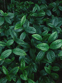Full frame shot of green leaves
