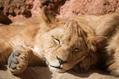 Close-up of lion relaxing outdoors