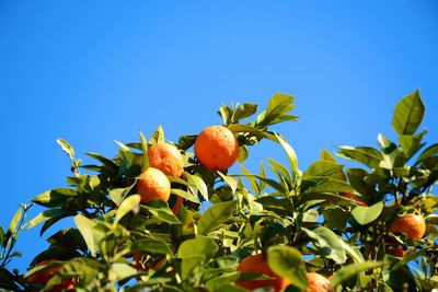 Low angle view of fruits on tree against blue sky