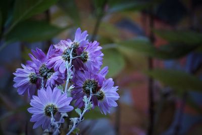 Close-up of purple flowering plant