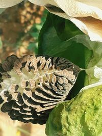 Close-up of fresh green leaves on plant