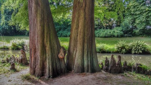 Trees on field in forest