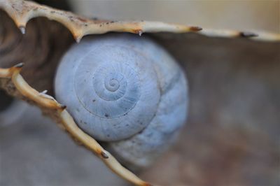 Close-up of snail