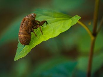 Close-up of insect on plant