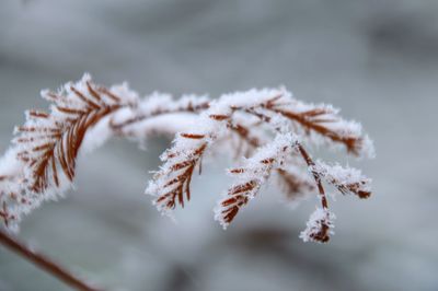 Close-up of frozen branch during winter