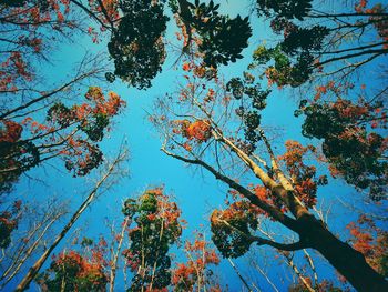 Low angle view of trees against blue sky