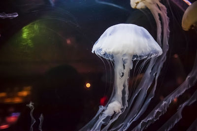 Close-up of jellyfish swimming in water at aquarium