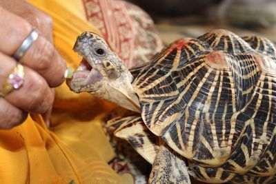 Close-up of hand holding turtle