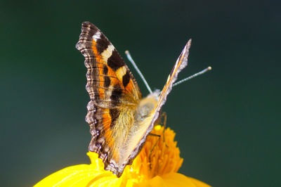 Close-up of butterfly perching on yellow flower