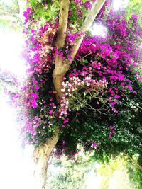 Close-up of pink flowering plant against trees