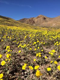 Yellow flowers growing in field