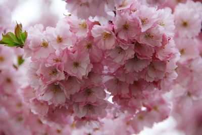 Close-up of pink flowers on tree