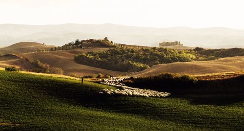 Scenic view of agricultural field against sky