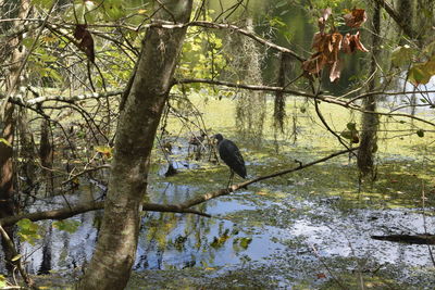 Bird perching on tree by lake