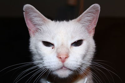 Close-up portrait of cat against black background