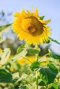 Close-up of bee on sunflower