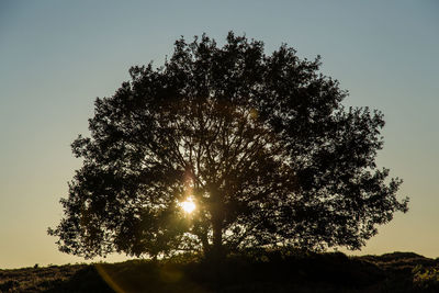 Low angle view of sunlight streaming through tree