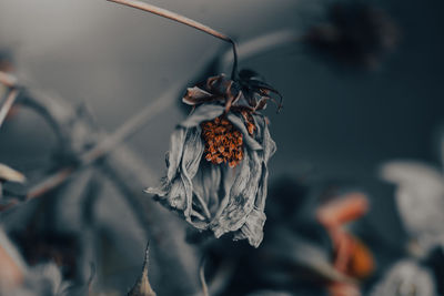 Close-up of wilted plant