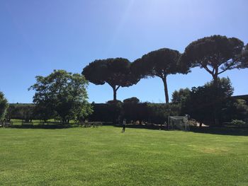 Trees on field against clear blue sky