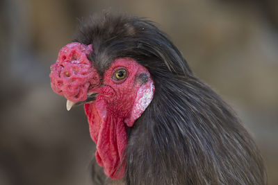 Close-up of a bird