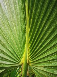 Close-up of palm leaf