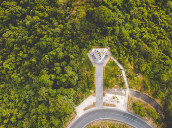 High angle view of trees in forest