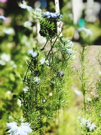 Close-up of flowering plant