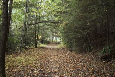 Sunlight falling on footpath amidst trees in forest