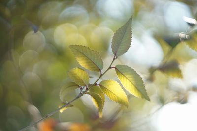 Close-up of leaves