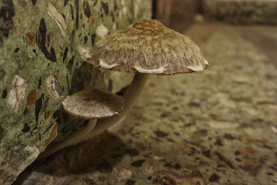 Close-up of mushrooms