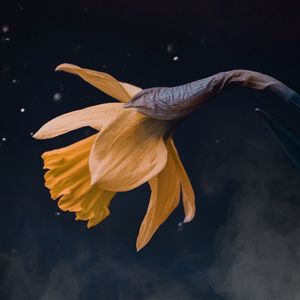 Close-up of yellow lily on plant