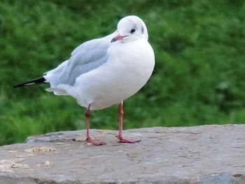 Close-up of seagull perching