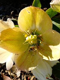Close-up of yellow flower