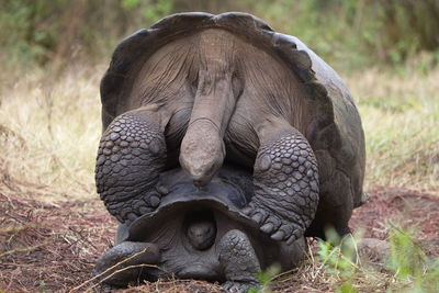 Extreme closeup of two galapagos tortoise chelonoidis nigra mating in galapagos islands, ecuador.