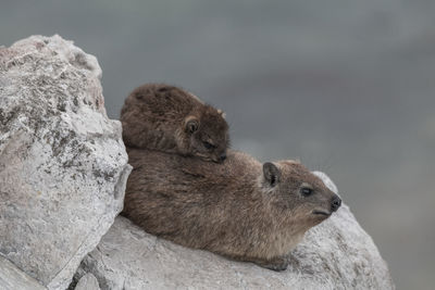 Close-up of sheep on rock