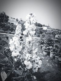 Close-up of flowering plant against clear sky