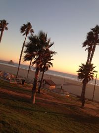 Palm trees at sunset