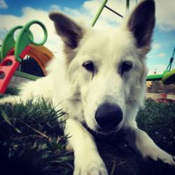 Close-up portrait of a dog