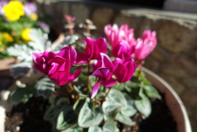 Close-up of pink flower pot