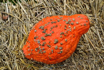 High angle view of orange leaf on field