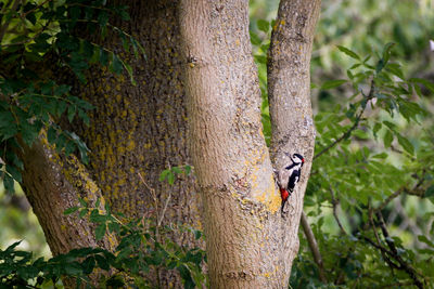 Bird on tree trunk in forest