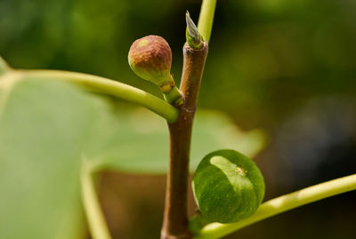 Close-up of plant
