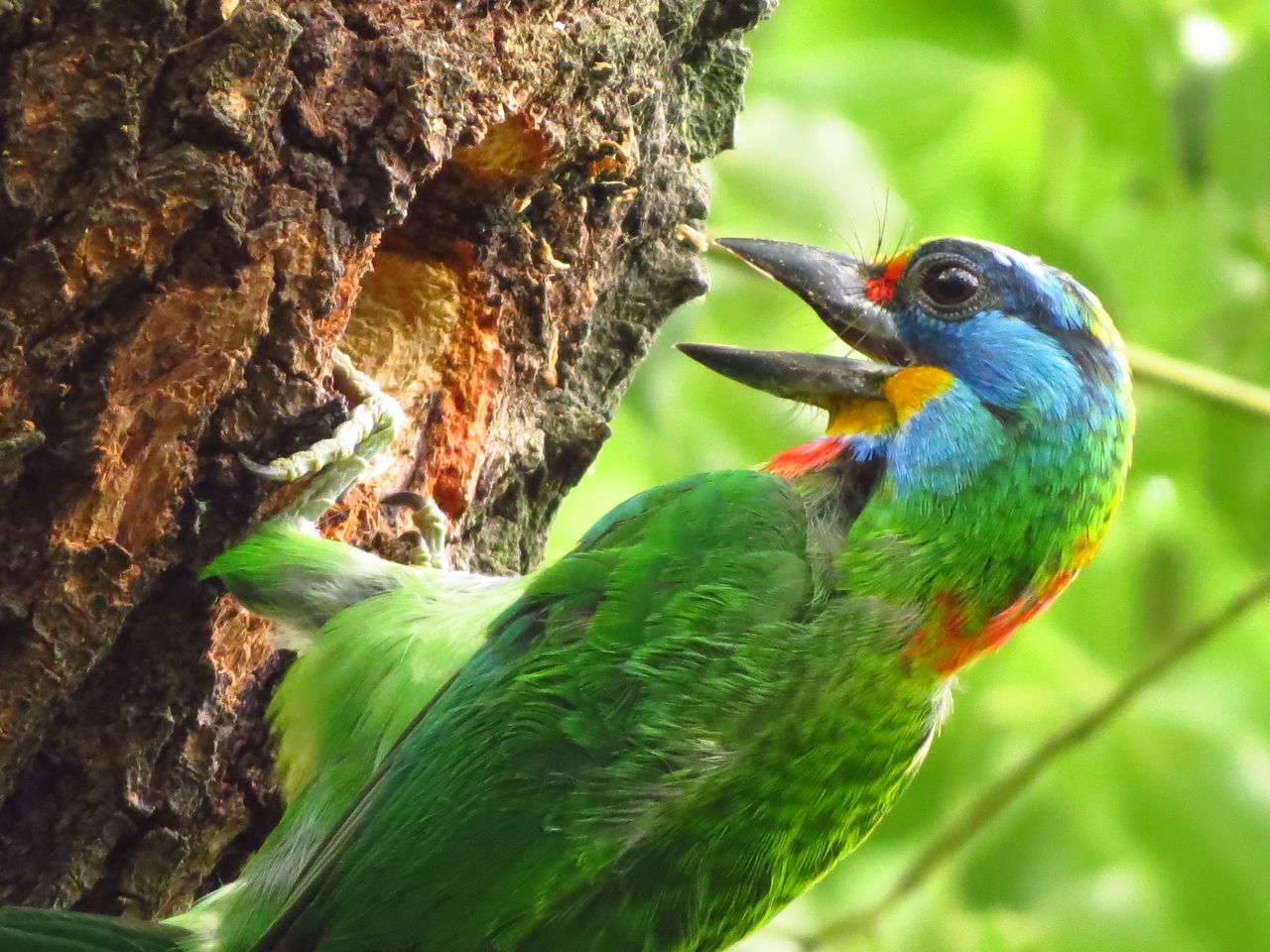 CLOSE-UP OF PARROT PERCHING ON TREE