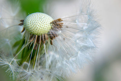 Close-up of dandelion on plant