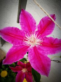 Close-up of pink flowers blooming outdoors