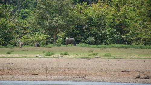View of elephant on field