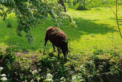 Deer standing on field