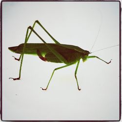 Close-up of grasshopper on leaf